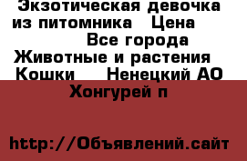 Экзотическая девочка из питомника › Цена ­ 25 000 - Все города Животные и растения » Кошки   . Ненецкий АО,Хонгурей п.